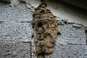 hornets nest